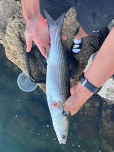 Thinlip grey mullet