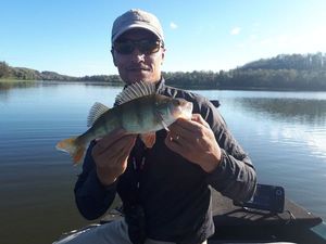 European Perch