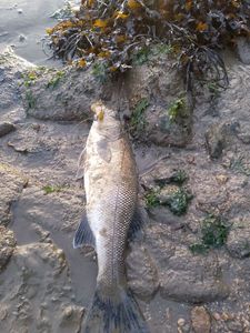 European Bass (Seabass)