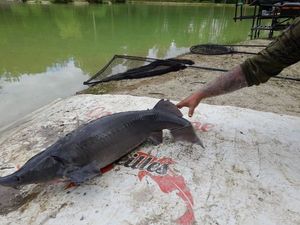 Sturgeon