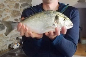 Gilthead Seabream