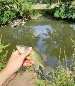 Largemouth Bass