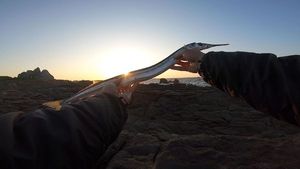 Garfish