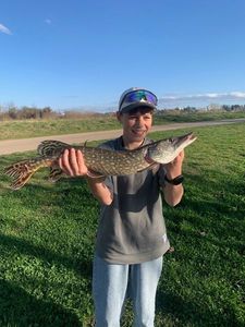 Northern Pike