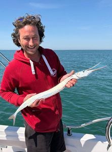 Garfish