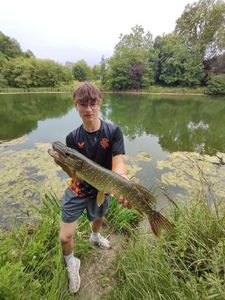 Northern Pike