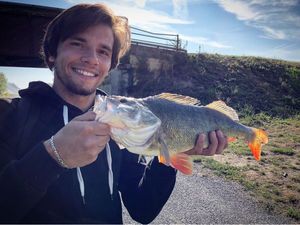 European Perch