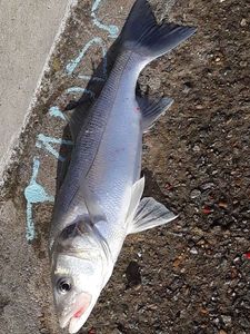 European Bass (Seabass)