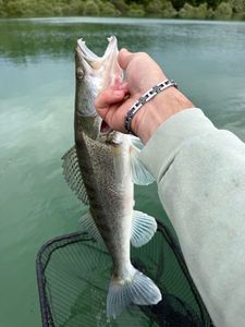 Zander