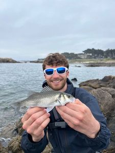 European Bass (Seabass)