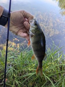European Perch