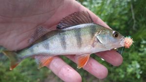 European Perch