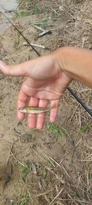 Common Minnow