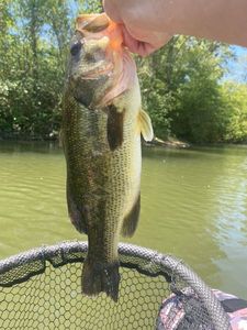 Largemouth Bass