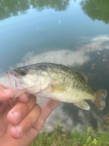 Smallmouth Bass