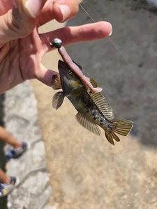 Monkey Goby