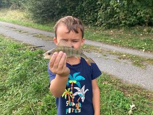 European Perch