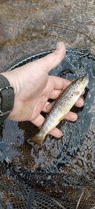 Brown Trout