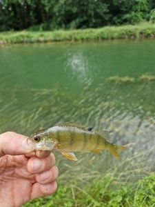 European Perch