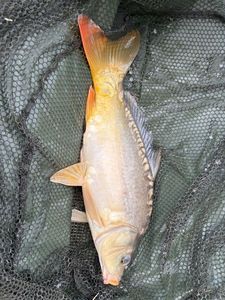 Mirror Carp