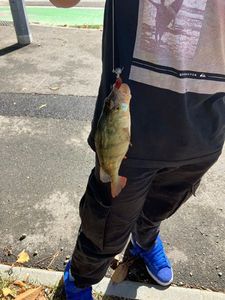 European Perch