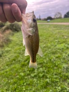Largemouth Bass