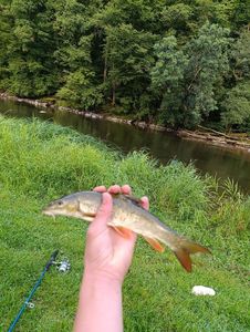 Barbel