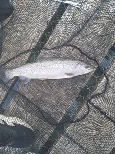 Rainbow Trout