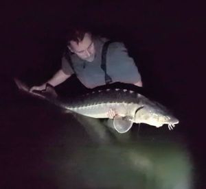 Sturgeon