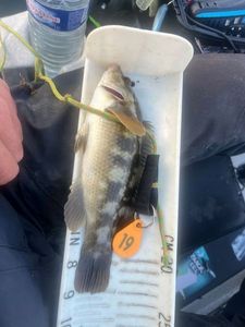Ballan Wrasse