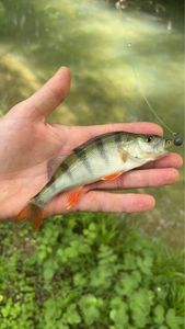 European Perch