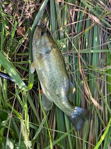 Largemouth Bass