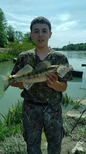Zander