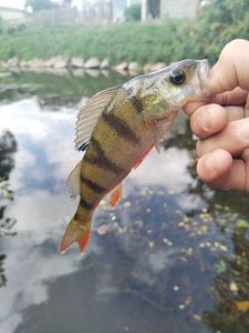 European Perch