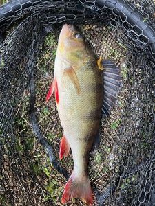 European Perch