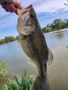 Largemouth Bass
