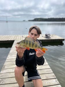 European Perch