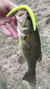 Largemouth Bass