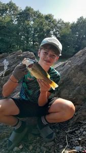 Largemouth Bass