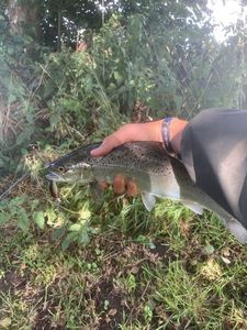 Sea Trout