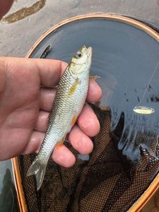 Chub