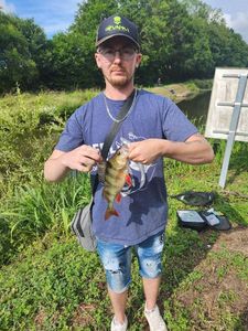 European Perch
