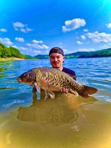 Mirror Carp