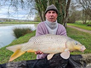 Common Carp