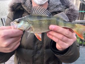 European Perch