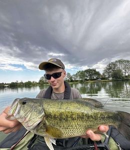Largemouth Bass