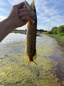 Northern Pike