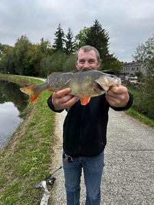European Perch