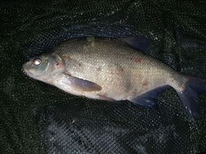 Common Bream