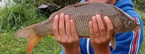 Common Carp